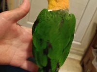 Kara kafa uysal caique