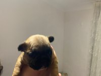 Balıkesir merkez Fransız Bulldog (french bulldog)