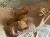 Sarman yavru tekir kedi