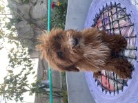 14 ŞUBAT DOĞUMLU RED ERKEK MALTIPOO