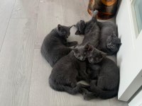 British shorthair yavru kediler
