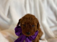 Irk ve sağlık garantili kore poodle bebekleri