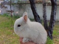 Cüce Tavşan (Netharlend dwarf)