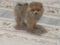 Pomeranian tilki surat pomeranian kızım
