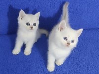 YENİ YUVASINA GİTMEYE HAZIR  BRİTİSH PONÇİKLER