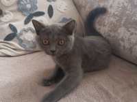 2 Aylık Dişi British Shorthair