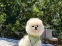 Pomeranian Boo safkan ayı surat bebeklerim