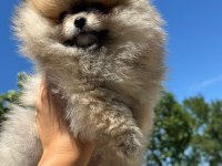 Pomeranian yavru 2,5 aylık köpeğimiz