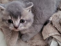 Scottish Shorthair Bebekler