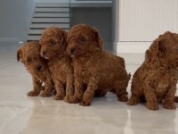 Toy Poodle Ve Maltipoo