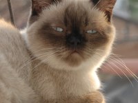 Dişi British Shorthair