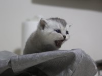 British shorthair yavrular