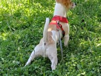 10 aylık jack russell yavrumuz