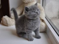 BEKLENEN İLAN AÇILDI A+ SAF KAN BRITISH SHORTHAIR YAVRULAR