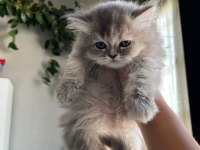 Son bir minik british longhair sizi bekliyor
