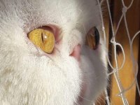 Şampiyonlar şampiyonu exotic shorthair NİKOLAS