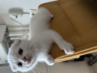 2,5 aylık akıllı uslu oyuncu erkek scottish fold