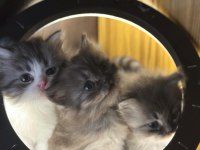 BRİTİSH LONGHAİR KEDİSİ