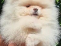 Petmode köpek çiftliğinde ziyarete açık pomeranian