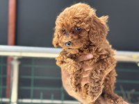 Ankaranın en elit toy poodle yavruları