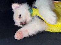 Pomeranian spitz köpeğimiz