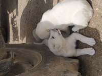 1.5 aylık 3 adet dişi akbaş yavru