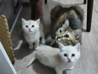 Sarı Güzellik Kediler