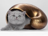 2,5 Aylık British Shorthair
