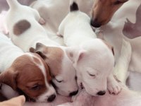 Jack Russell Kısa Bacak (üretici vs değilim)