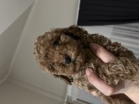 ANNE BABA ORJİNAL TOY POODLE BEBEKLER