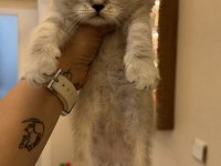 Yeni yuvalarına gitmeye hazır british shorthair kediler
