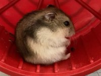 HAMSTER-GONZALES YAVRULARIMIZ HERYERE GÖNDERİM
