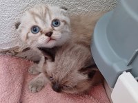 Birbirinden Güzel Scottish Fold Bebekler