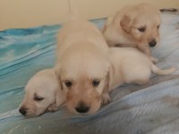 Maltipoo Kalite Yavrular Irk Sağlık Garantili