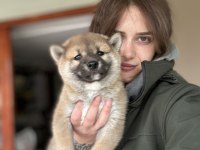 Shiba inu yavrular