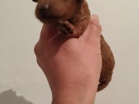 Red toy poodle kalite isteyenlere