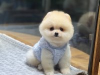Orjinal Pomeranian Boo Yavrumuz Moi