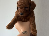 Erkek dişi Bebek suratlı Küçük boy Poodle