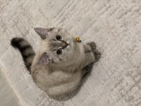 1 yaşında erkek british shorthair