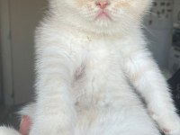 Ücretsiz scottish fold acil yuva