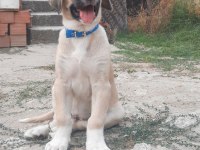ŞECERELİ ANADOLU ÇOBAN KÖPEĞİ