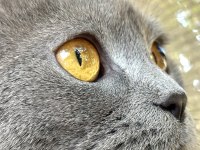 British shorthair cinsi yavru kediler
