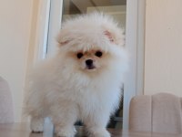 3 aylık dişi orijinal pomeranian boo