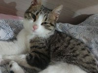 TEKİR CİNSİ 1 YAŞINDA AŞILARI TAM DİŞİ KEDİMİZ