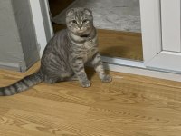 10 Aylık Erkek Scottish Fold