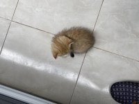 Golden Scottish fold yavrularımız