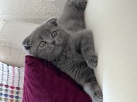 Yavru scottish fold 1 aylık