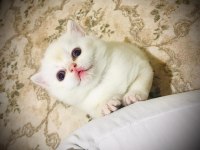 British longhair 3 aylık dişi
