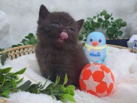 Chocolate bebek kediler
