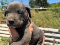 Blue Cane Corso Yavrular Irk Sağlık Garantili